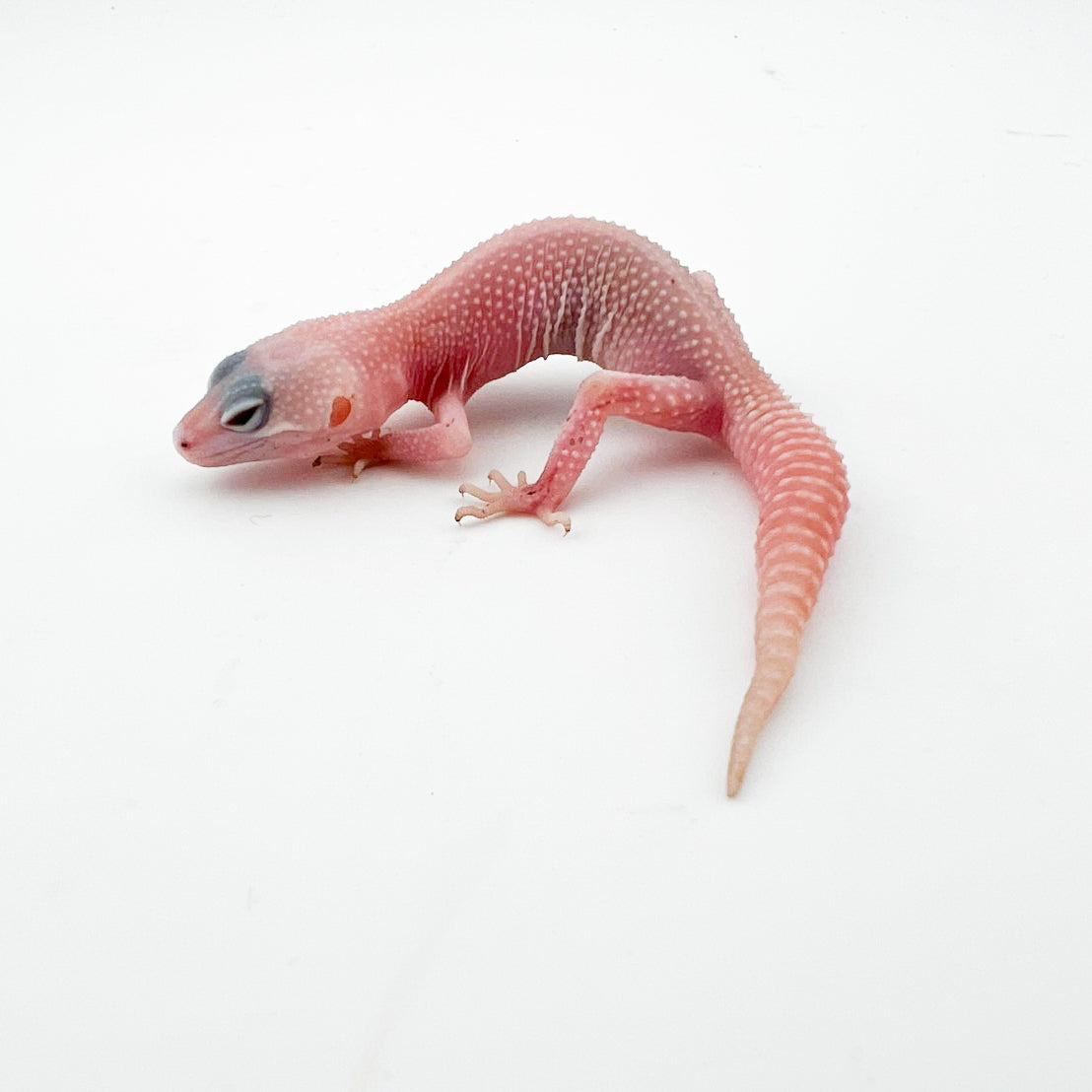 スノーディアブロ