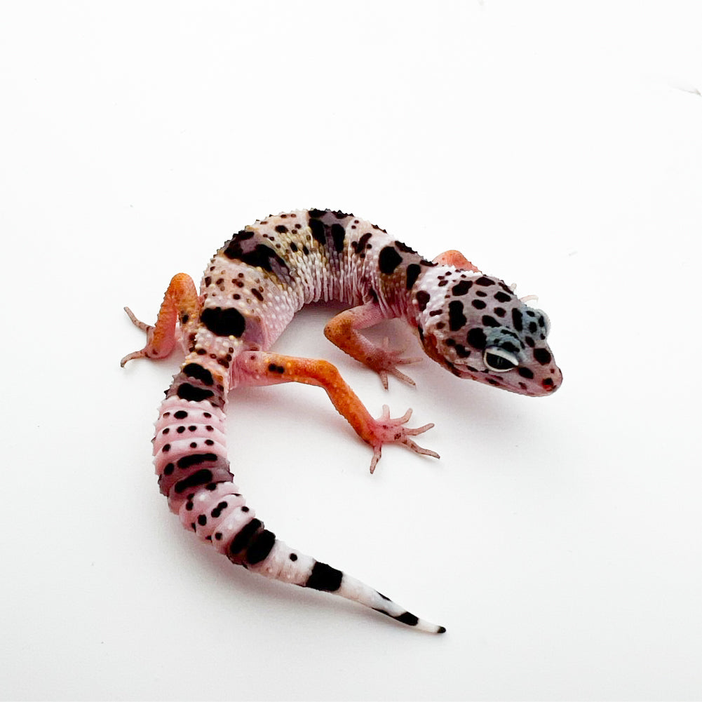 ファスキオラータス