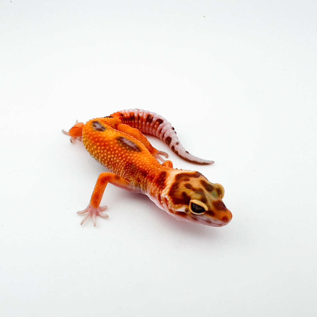 タンジェリントレンパー