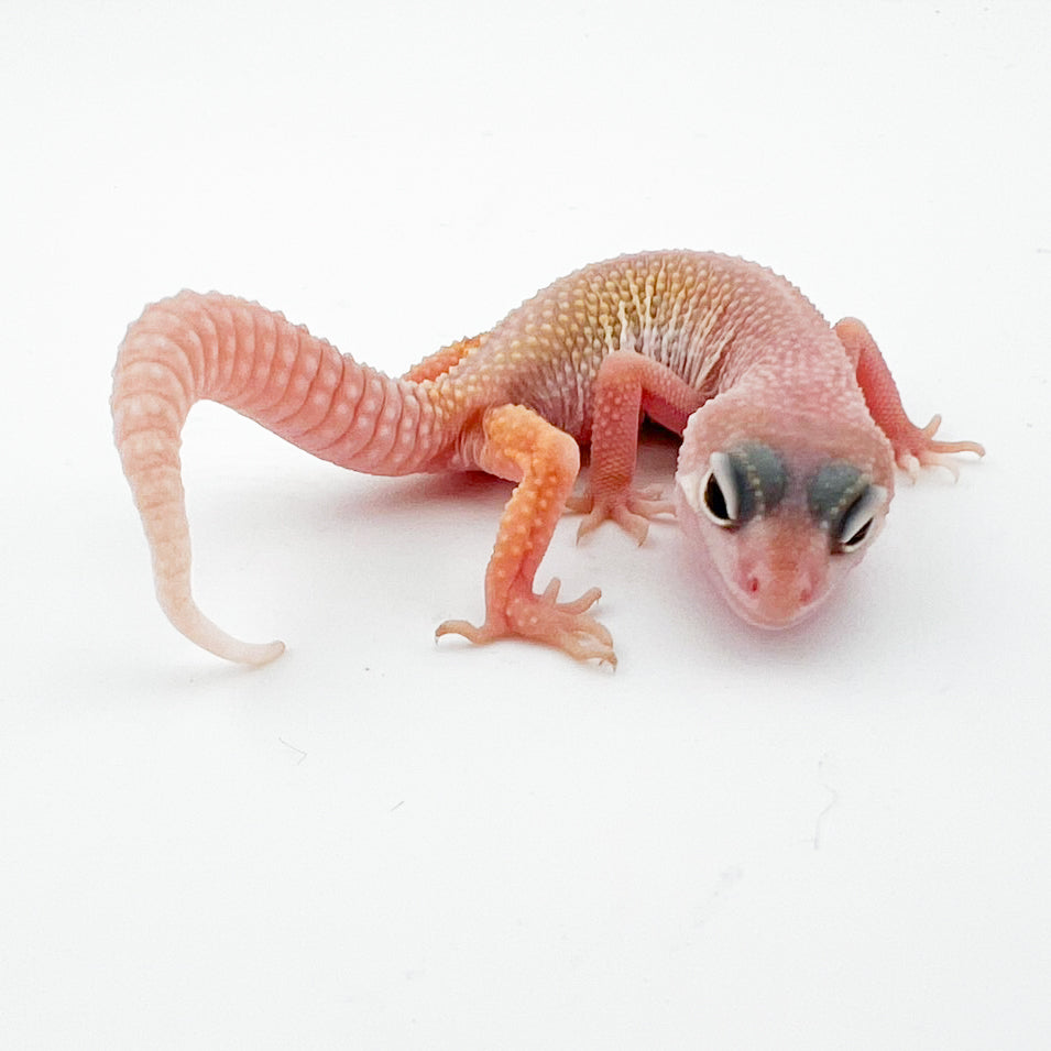 スノーブリザードhetエクリプス