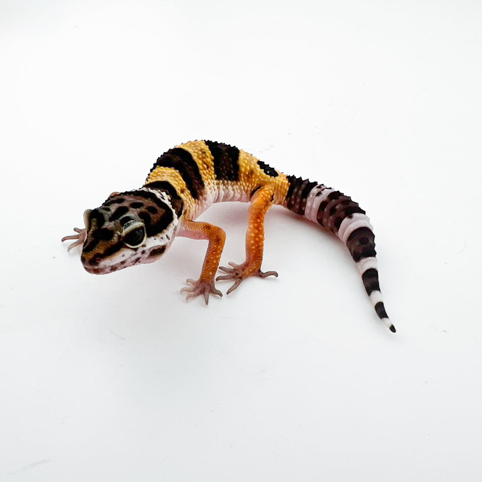 メラニスティック