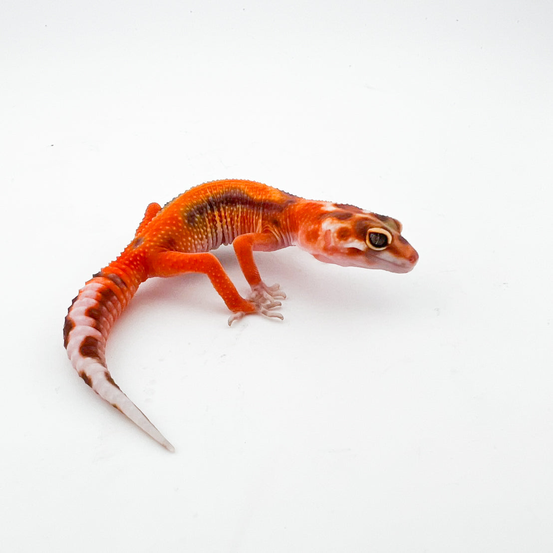 タンジェリントレンパー