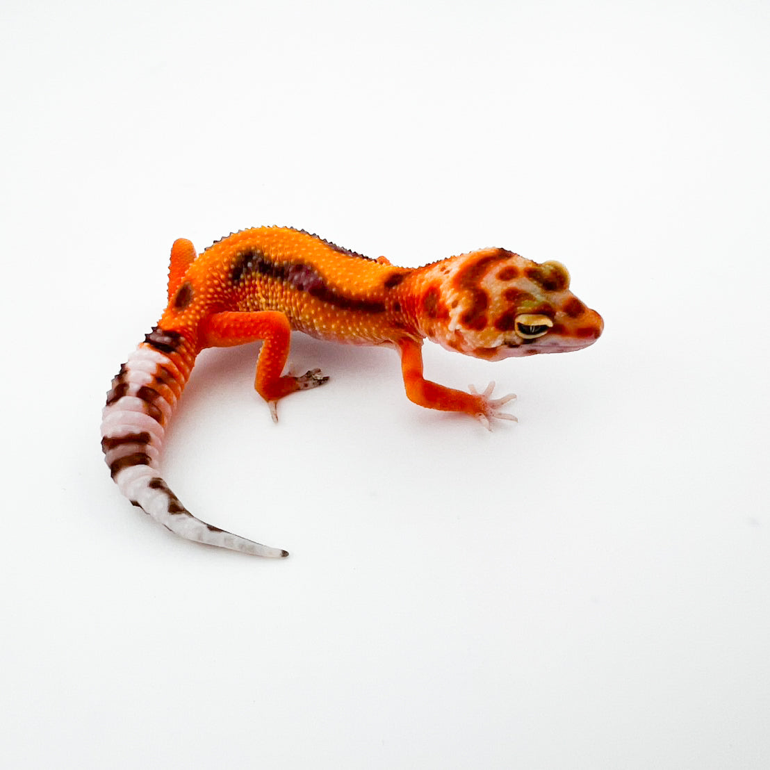 タンジェリントレンパー