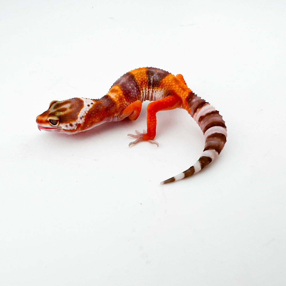 JMGストーンウォッシュ