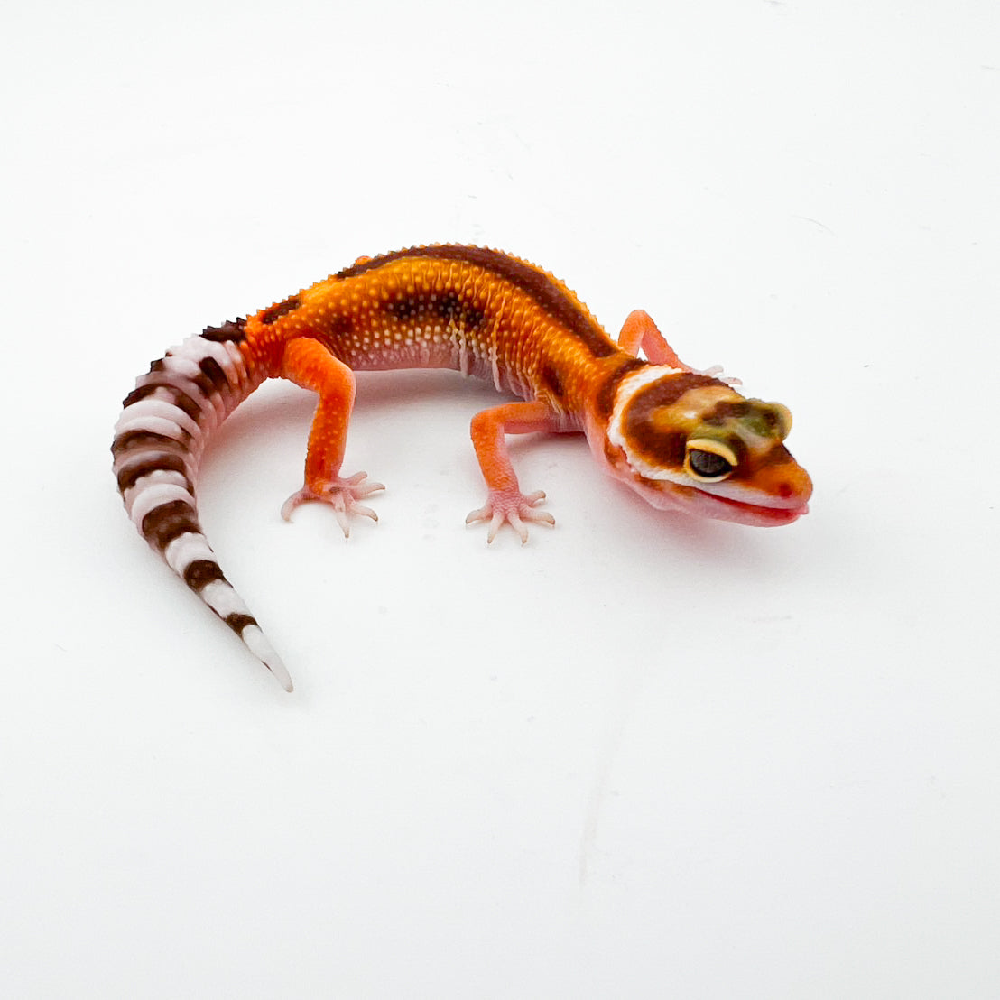 タンジェリントレンパー