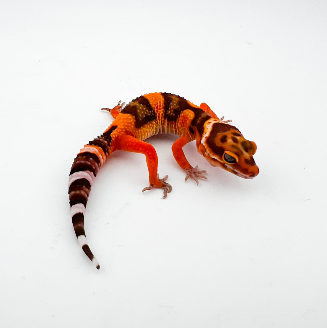 タンジェリントレンパー