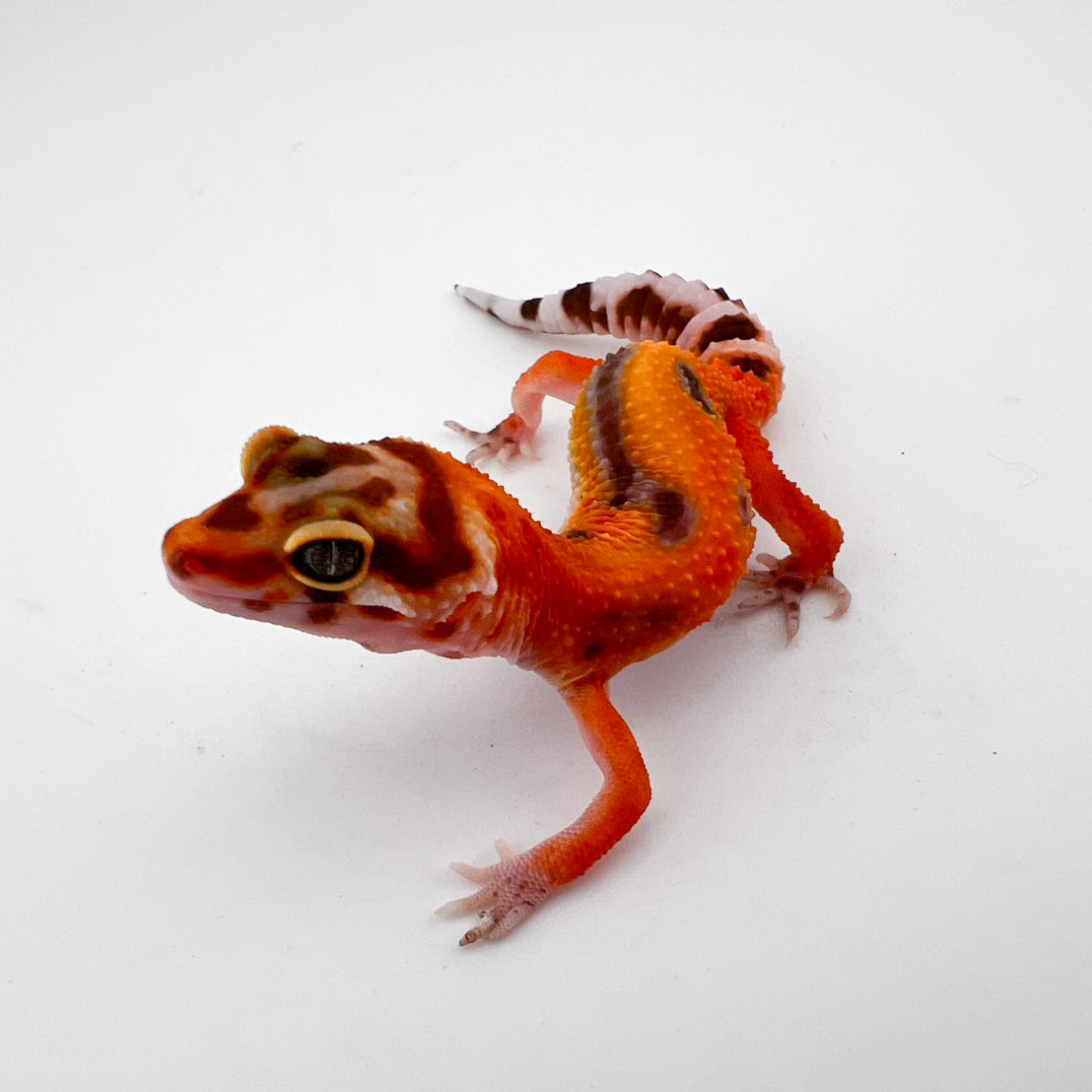 マンダリントレンパー