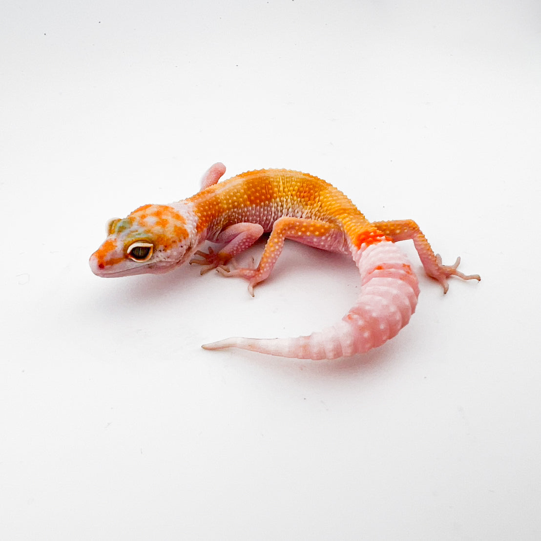 レインウォーターpossW&Y