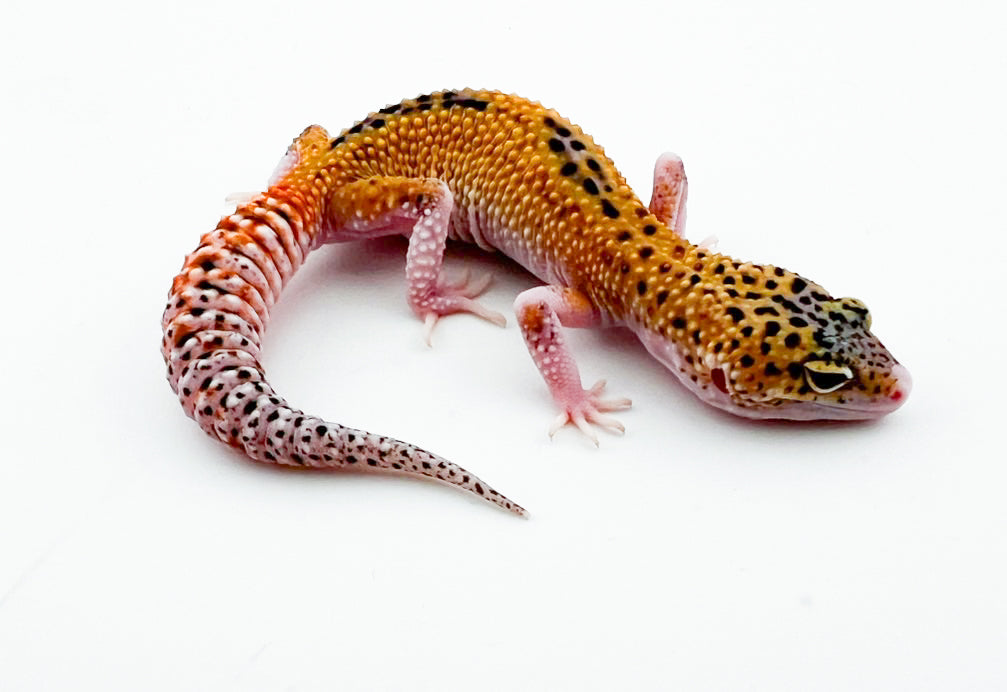 レインリューシ