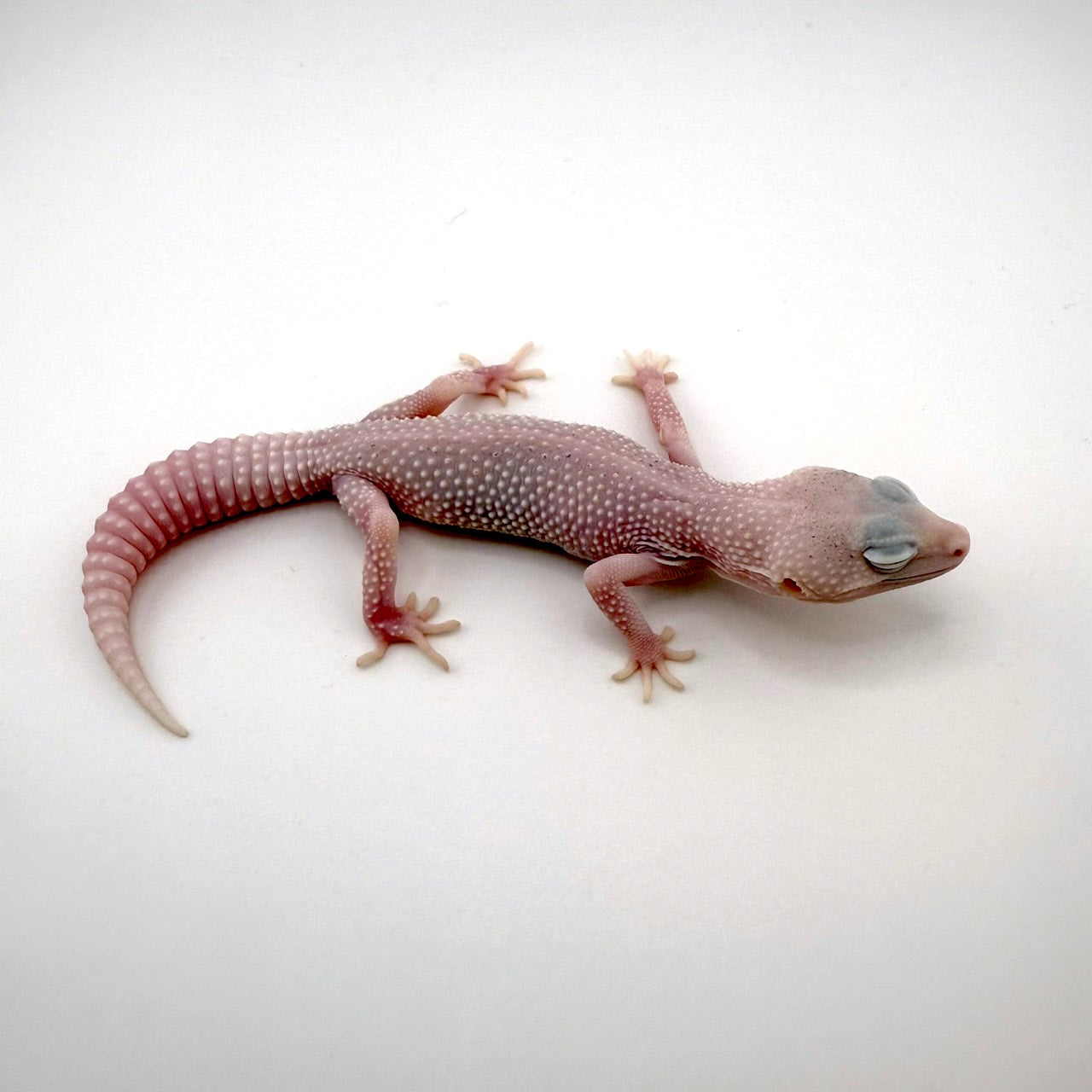 パイドユニバース