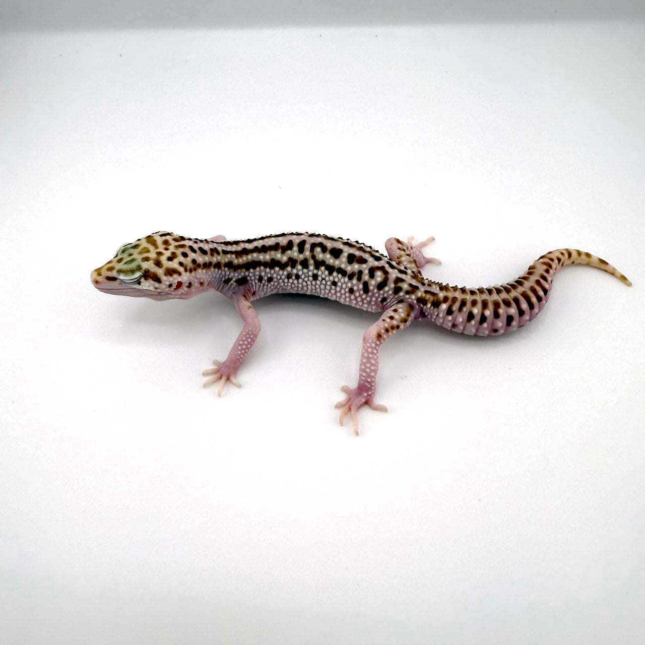 スーパースノーベル