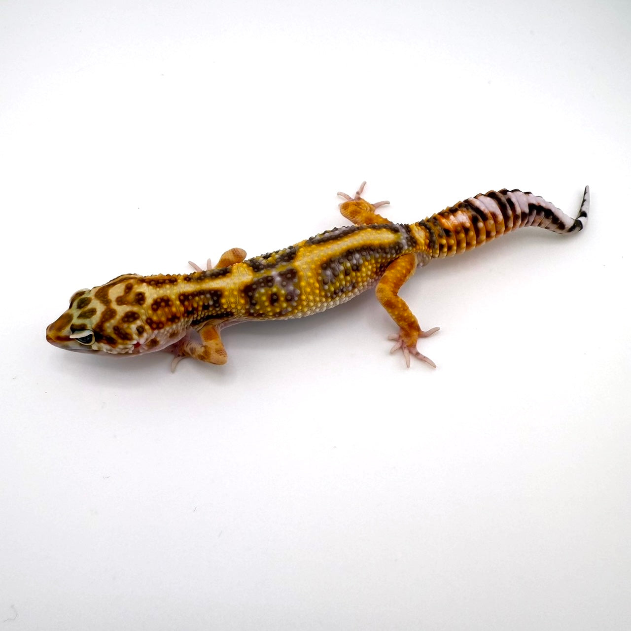 レッドダイヤクロストレンパー