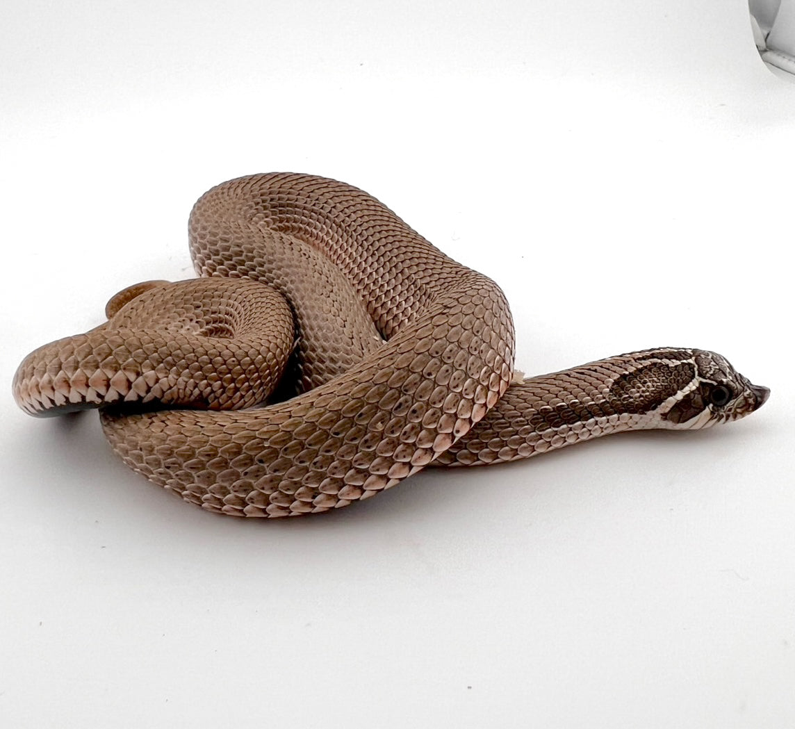 アークスーパーコンダ