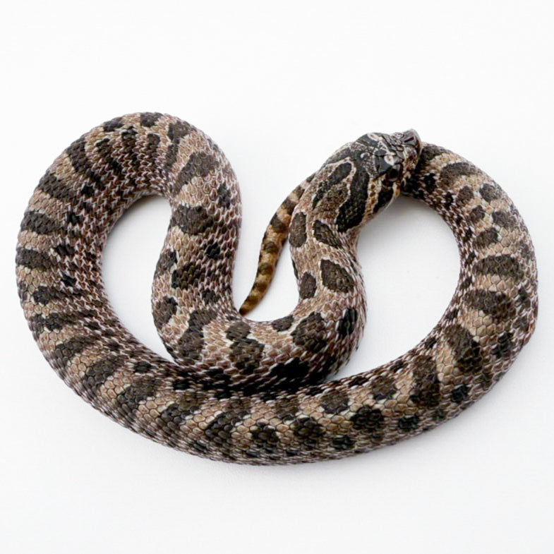 アークティックセーブル