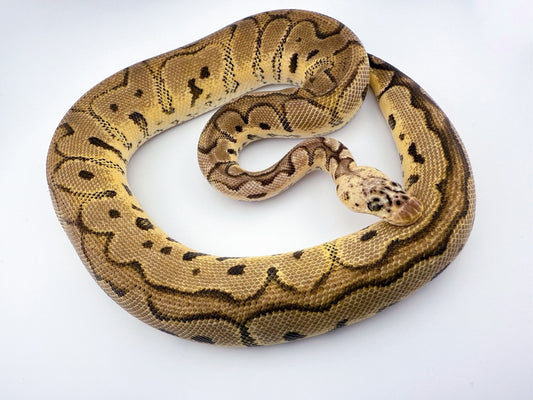 パステルクラウンhet VPIアザン