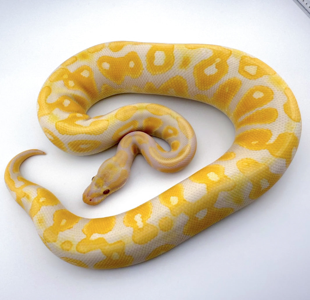 Blackhead Fire Lavender Albino (Lesser, HRA)