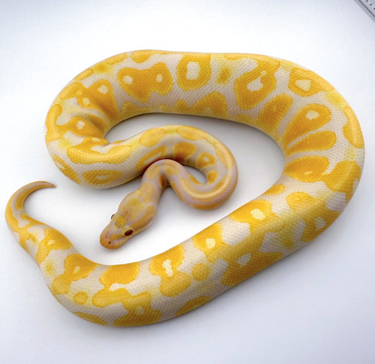 Blackhead Fire Lavender Albino (Lesser, HRA)