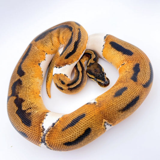 Orange Dream Yellowbelly Pied nice