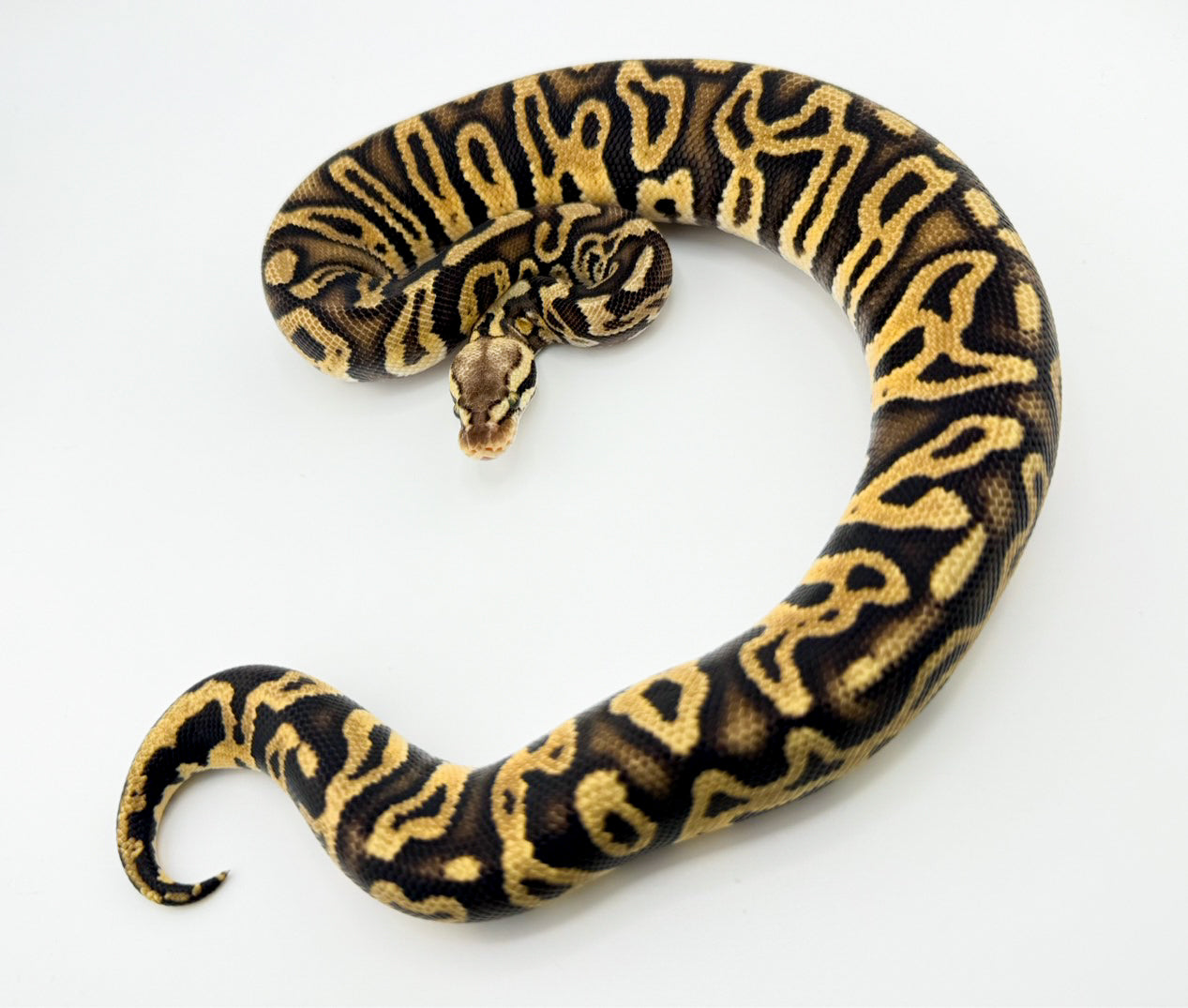 Pas GHI Leo YB Het. Clown Poss.Het Puzzle crazy