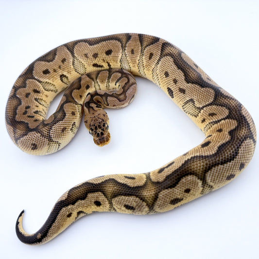 Pastel Clown poss YB het Pied