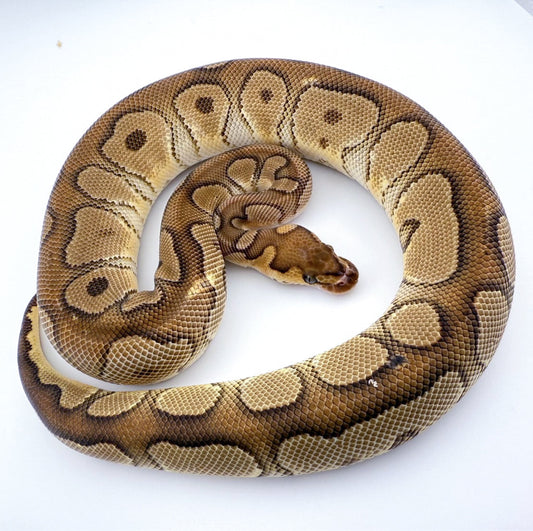 Enchi YB Clown