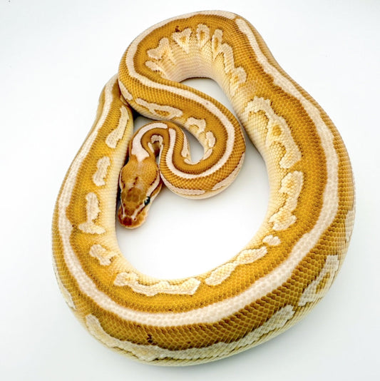 Butter Cinnamon Leopard het Clown