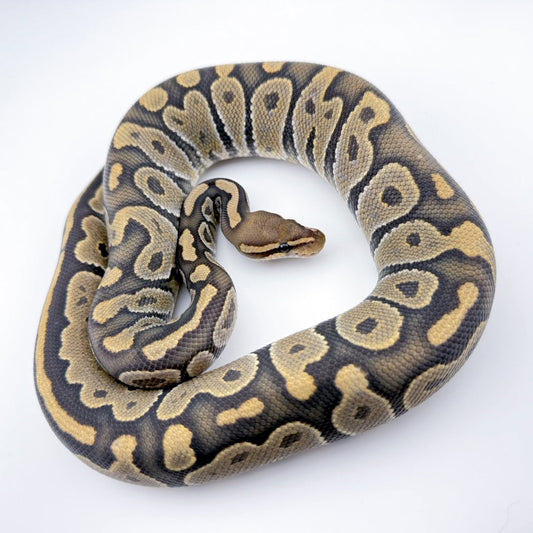 Chocolate Hypo