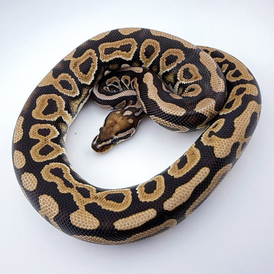 Black pastel Spotnose het Clown