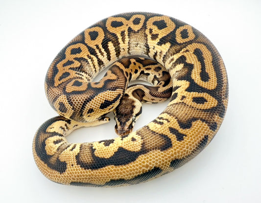 レオパードパステルスペクター