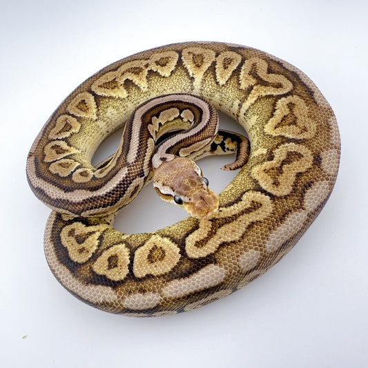 ピュータースポットノーズ