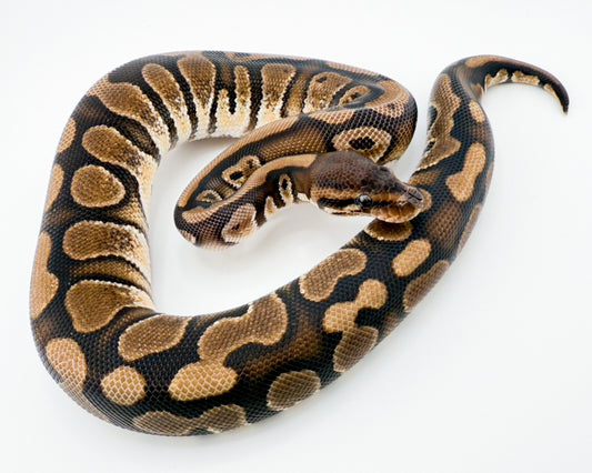 ブラックヘッドHGW