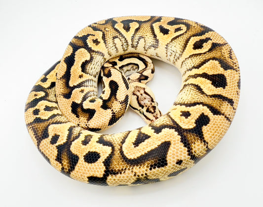 パステルクリプトン