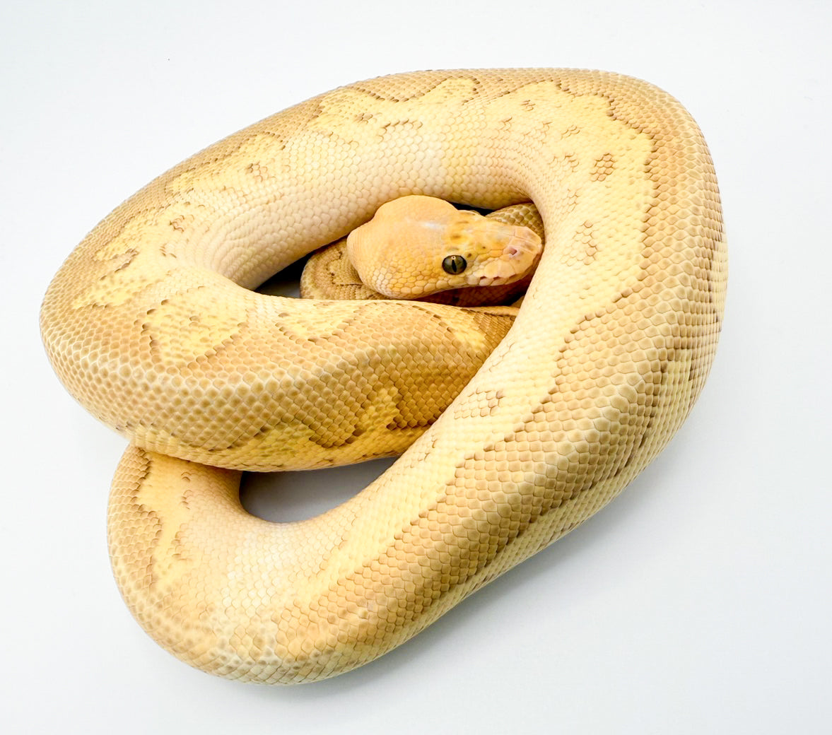 スーパーパステルレッサークラウン