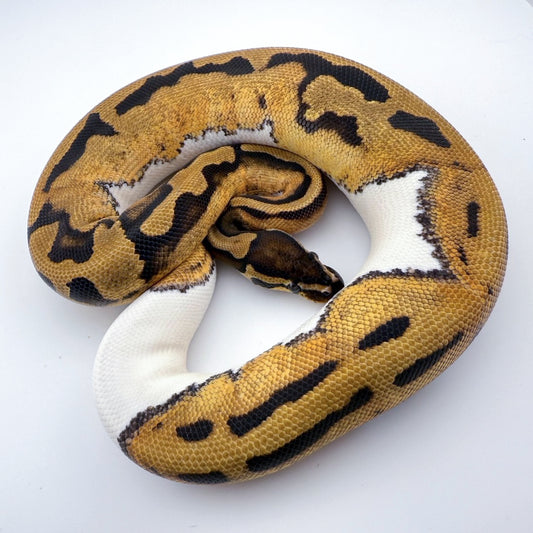 パイhetラベンダー