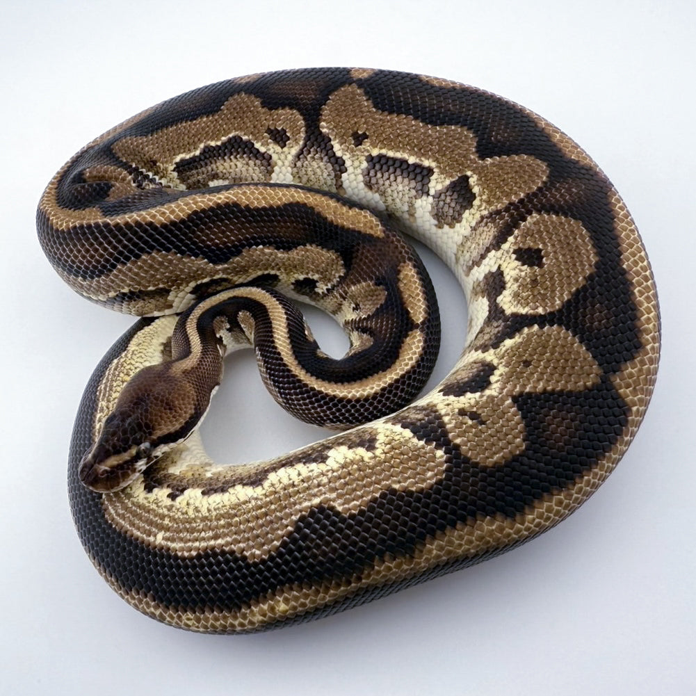 Blackhead Leopard Fire