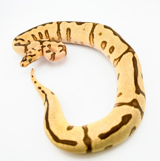 ファイアYBスポットノーズクラウン（HRA/エンチ）