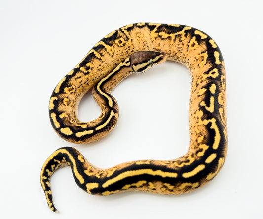 パステルスーパーアスファルト