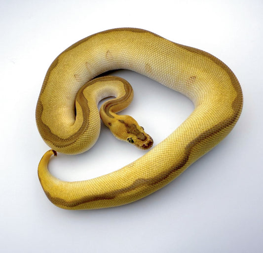 レッサーレオパードエンチクラウン（ファイア）