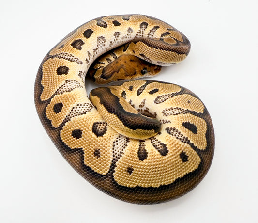 レオパードクラウン