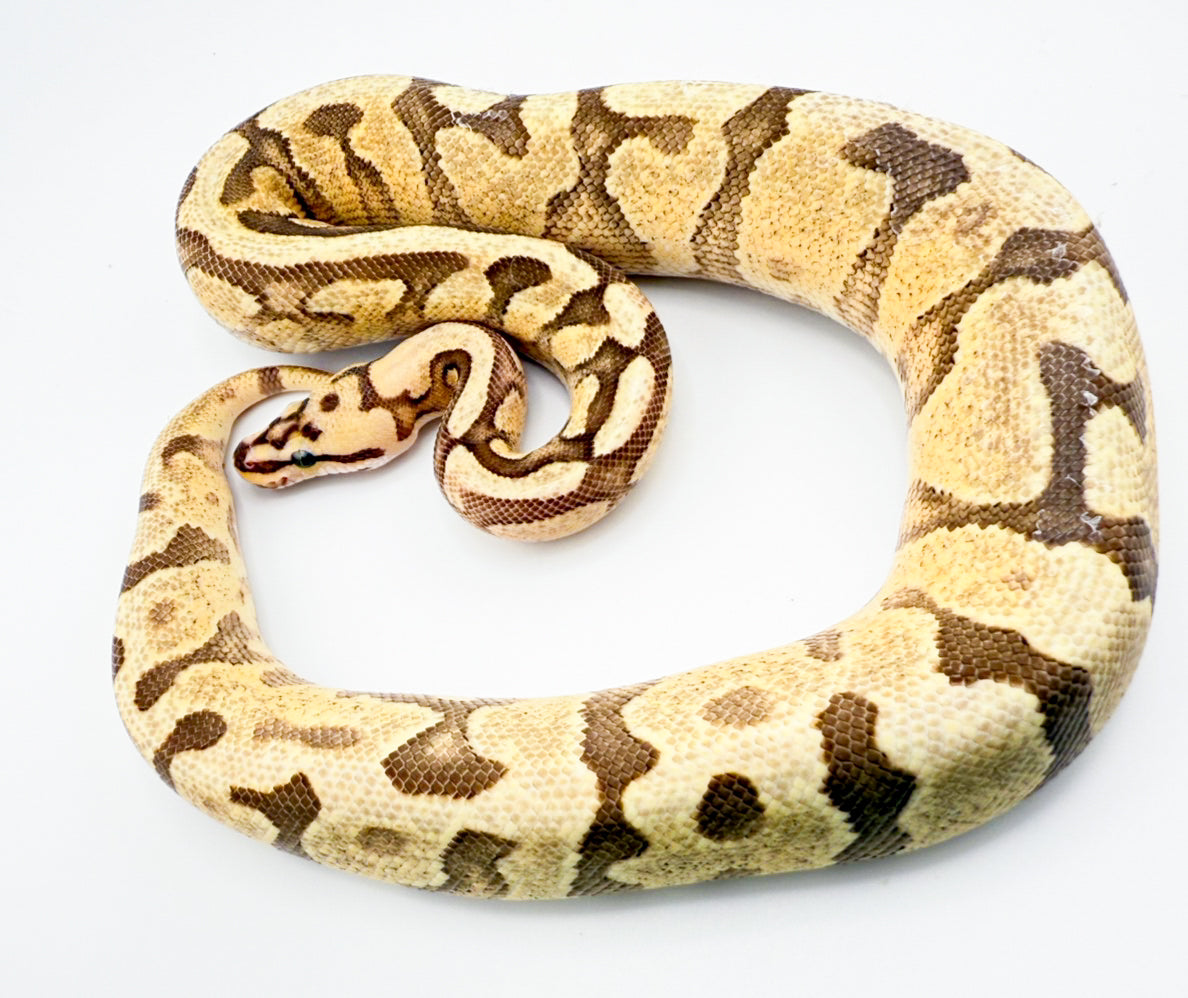 エンチYBスポットノーズHRA66%hetクラウン