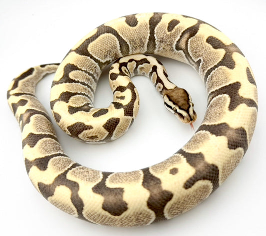 desert ghost HGW