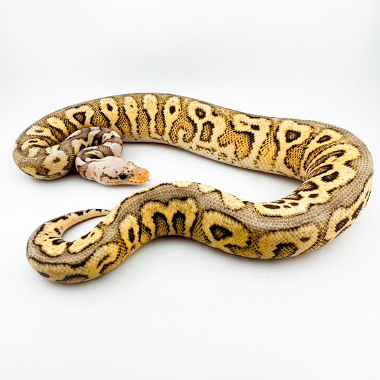 パステルHRAスポットノーズYBクラウン