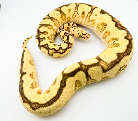 パステルスポットノーズYBエンチクラウンpossHRA