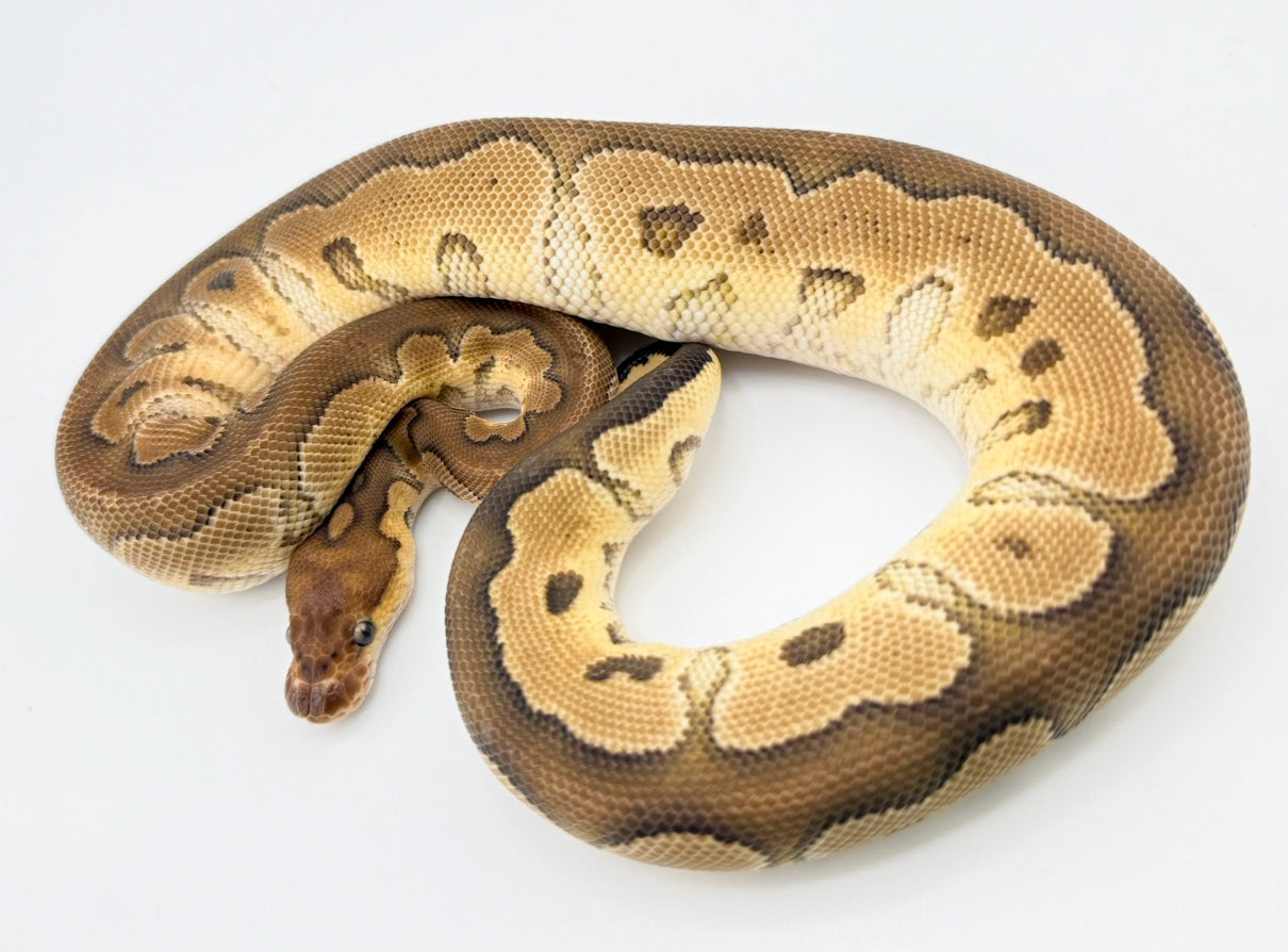 ファントムクラウン