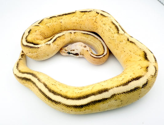 パステルHGWフリーウェイ