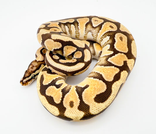 エンチファントムスポットノーズdhグレイル