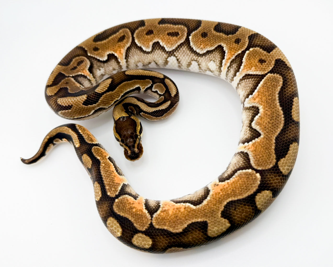 エンチシナモンYBhetクラウン