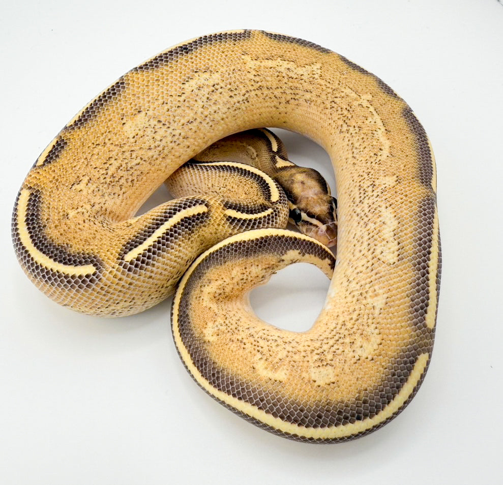 ODフリーウェイ