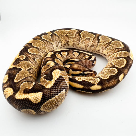 エンチバニラYBhetパイ50%dhラベンダーハイポ