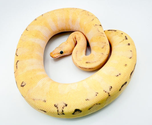 ODエンチファイアフライシャンパン